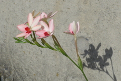 P1220106　ヒメヒオウギと影