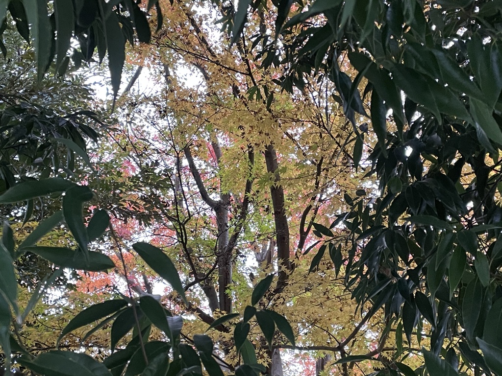 IMG_0318　秋の彩り