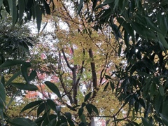 IMG_0318　秋の彩り