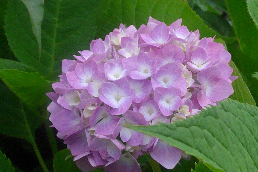 P1230222　紫陽花