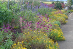 P1280668　お花畑