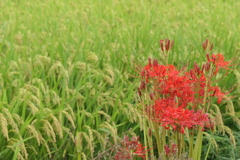 P1046851　稲と彼岸花