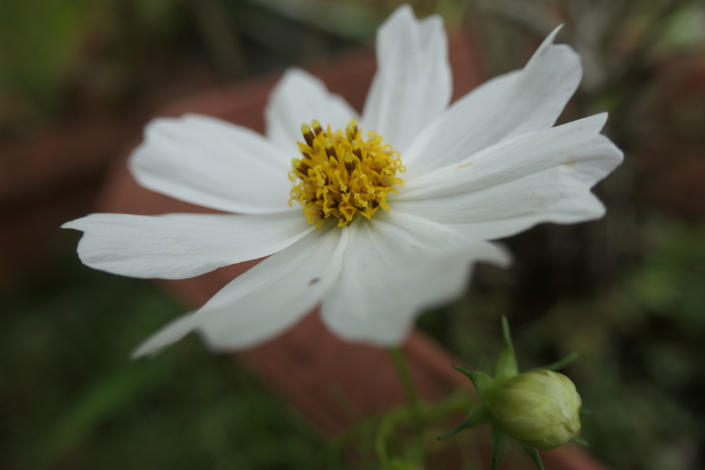 P1080850　コスモス