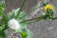 P1370762　野の花