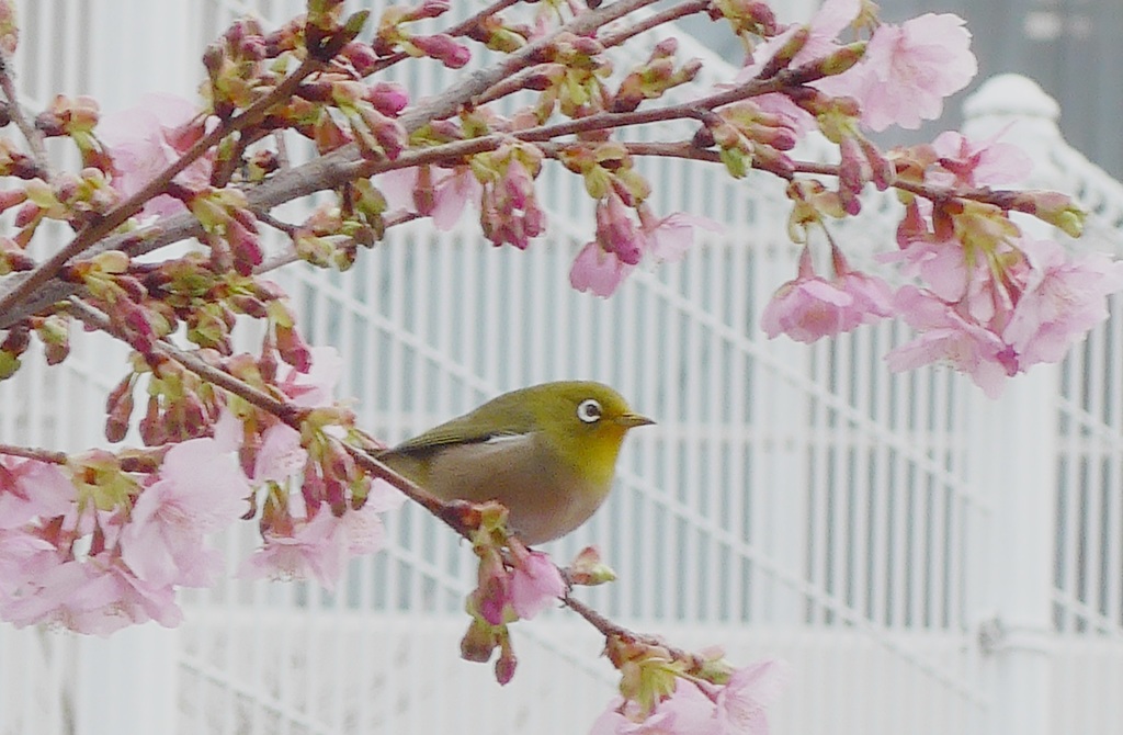 P1130646　会えました♪