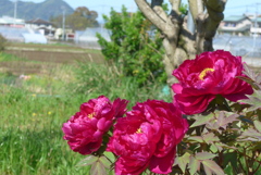 P1210973　牡丹が咲く風景