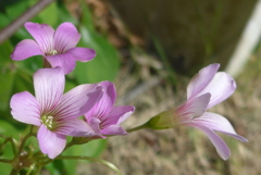 P1200877　母のやさしさ（花言葉）