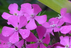 P1260259　可愛い春色