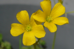 P1210978　喜び（花言葉）