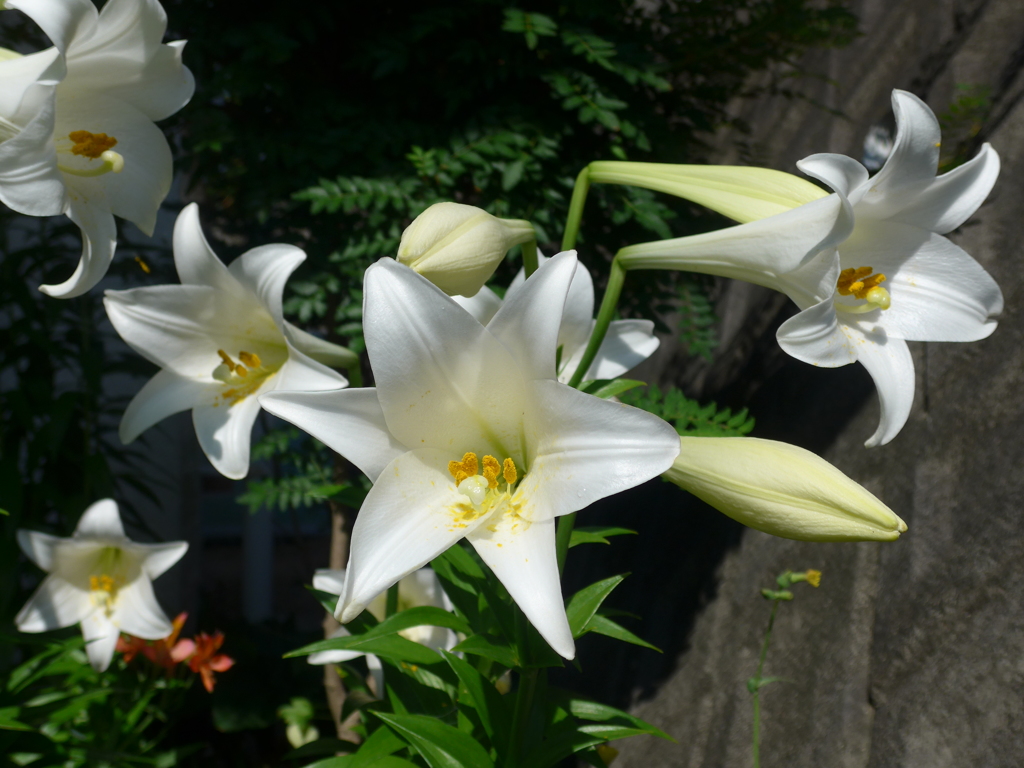 P1090907　なんか…ちがう…