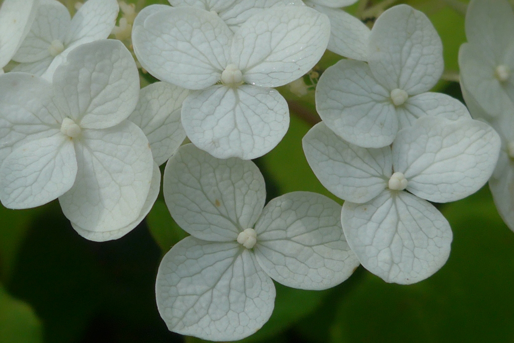 P1170069　遅咲きのアジサイ