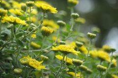 P1069443　菊
