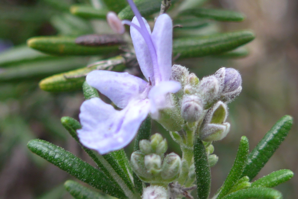 P1390354　ローズマリー