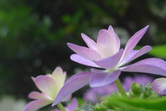 P1090811　あじさい