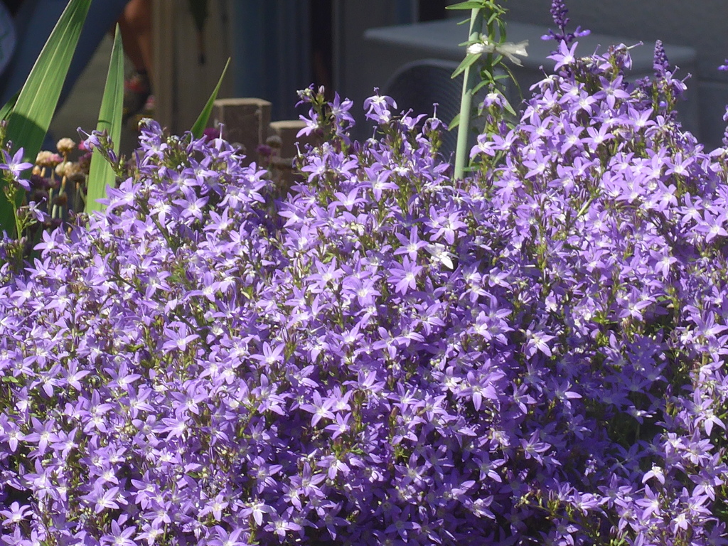 P1150948　青い煌き