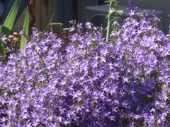 P1150948　青い煌き