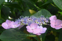 P1230627　公園の紫陽花