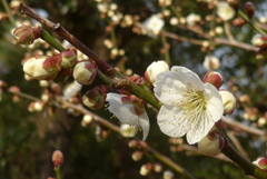P1370432　白梅