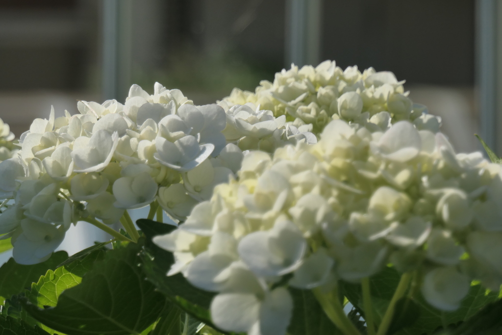 P1068697　寛容（花言葉）