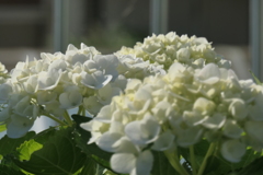 P1068697　寛容（花言葉）