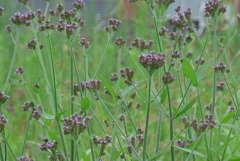 P1240079　野に咲く