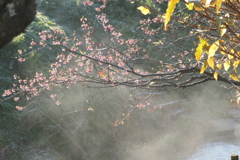 P1034927　湧き水のせせらぎと冬の桜