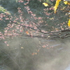 P1034927　湧き水のせせらぎと冬の桜