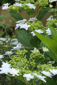 P1012072　隅田の花火