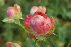 P1057124　横浜イングリッシュガーデンにて