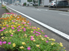 P1100550　花の歩道