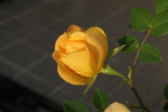 P1080067　ミニバラ