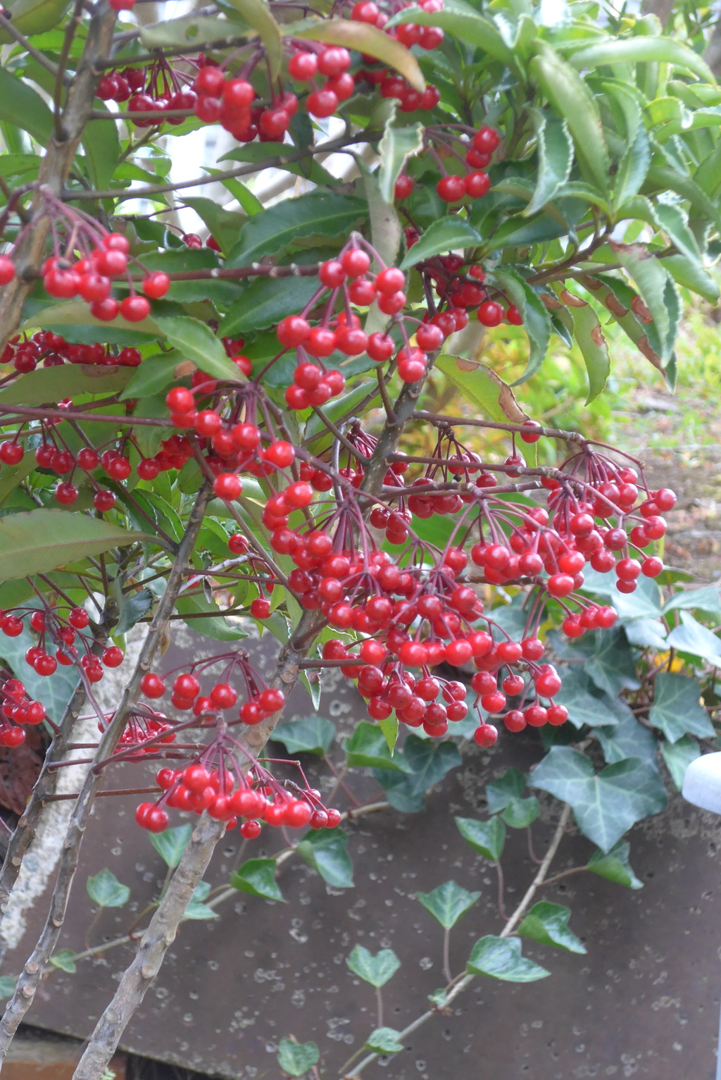 P1390370　マンリョウ