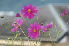 P1069266　秋桜