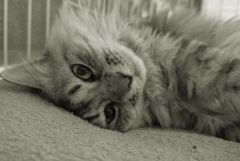 P1100167　ねこさん