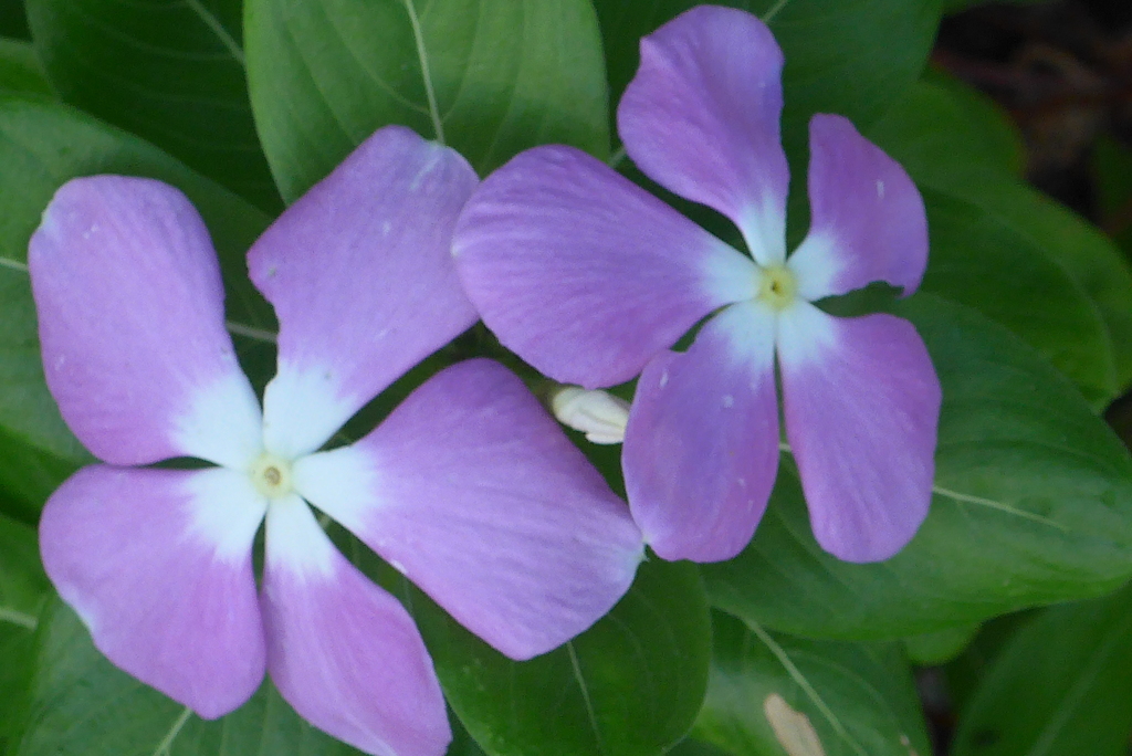 P1390104　ニチニチソウ