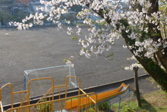 P1210407　校庭と桜