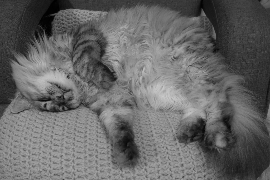 P1170237　ただただ眠いんです…