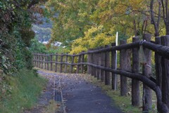 P1250590 (2)　晩秋の散歩道