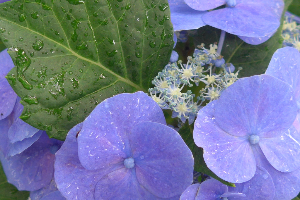 P1300712　紫陽花
