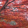 P1340703　紅葉