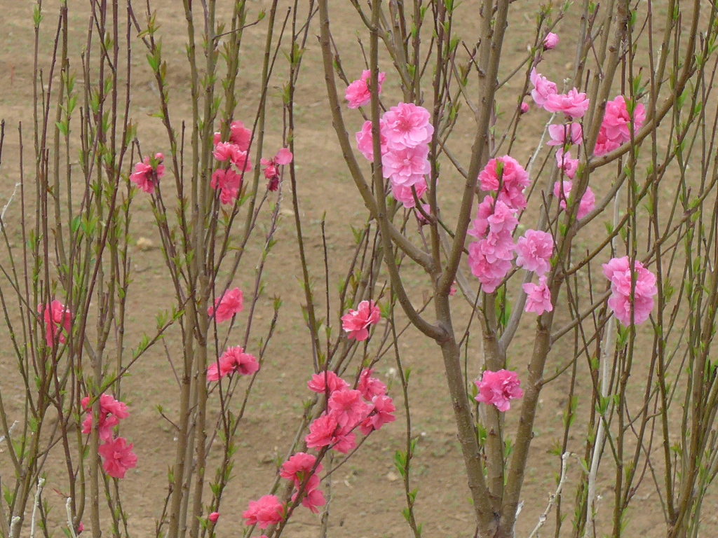 P1140310　春色 ♪