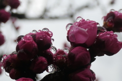 P1079797　雫