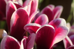 P1080971　ガーデンシクラメン