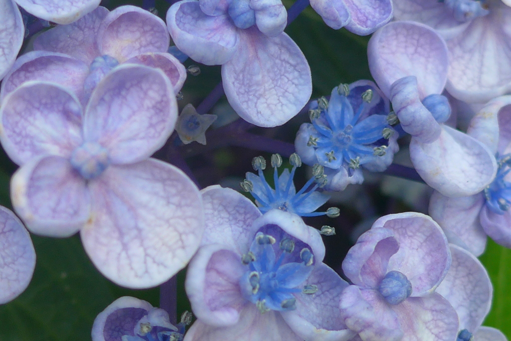 P1270638　お花も可愛いオタフクアジサイ
