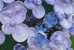 P1270638　お花も可愛いオタフクアジサイ