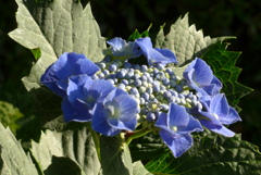 P1230439　公園の紫陽花