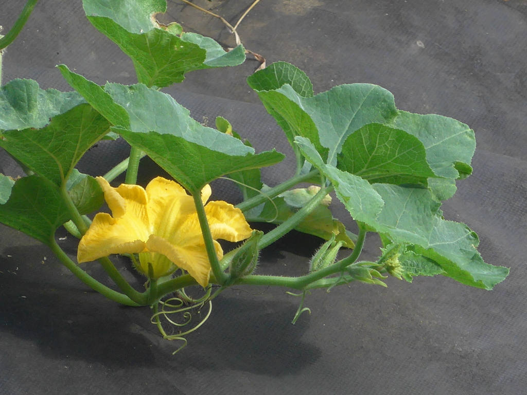 P1110149　ヒョウタンの花