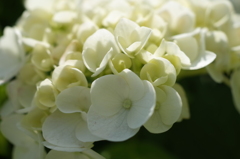 R0353568　あじさい