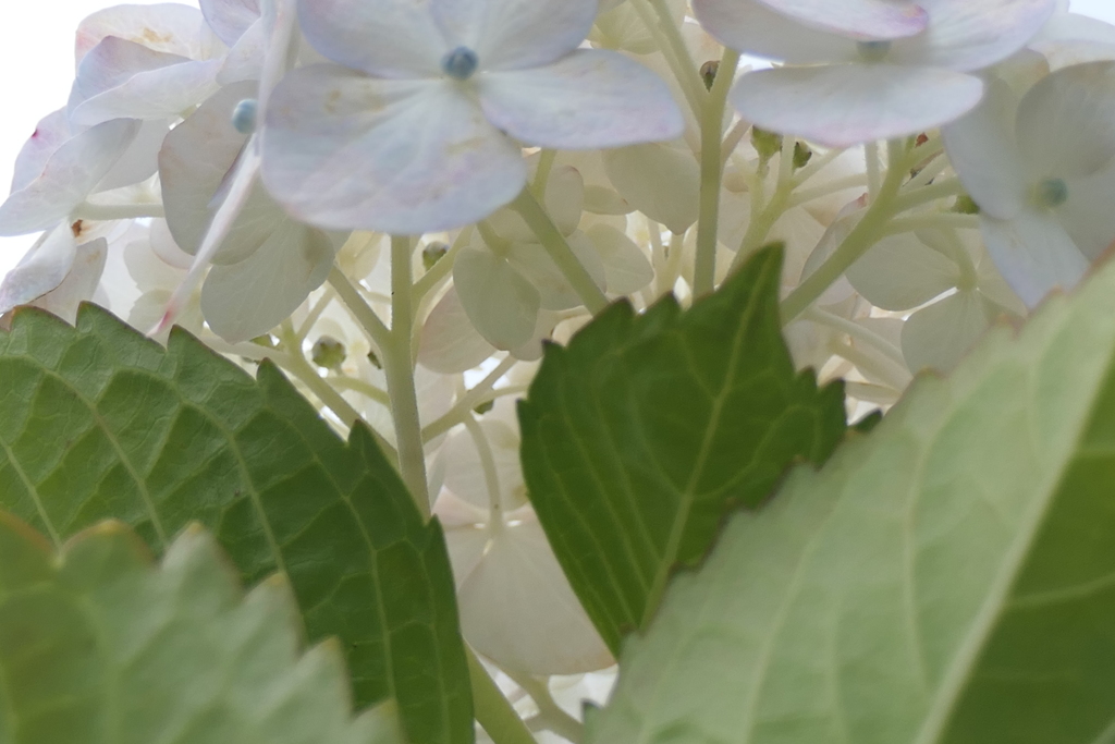 P1045891　裏もキレイ