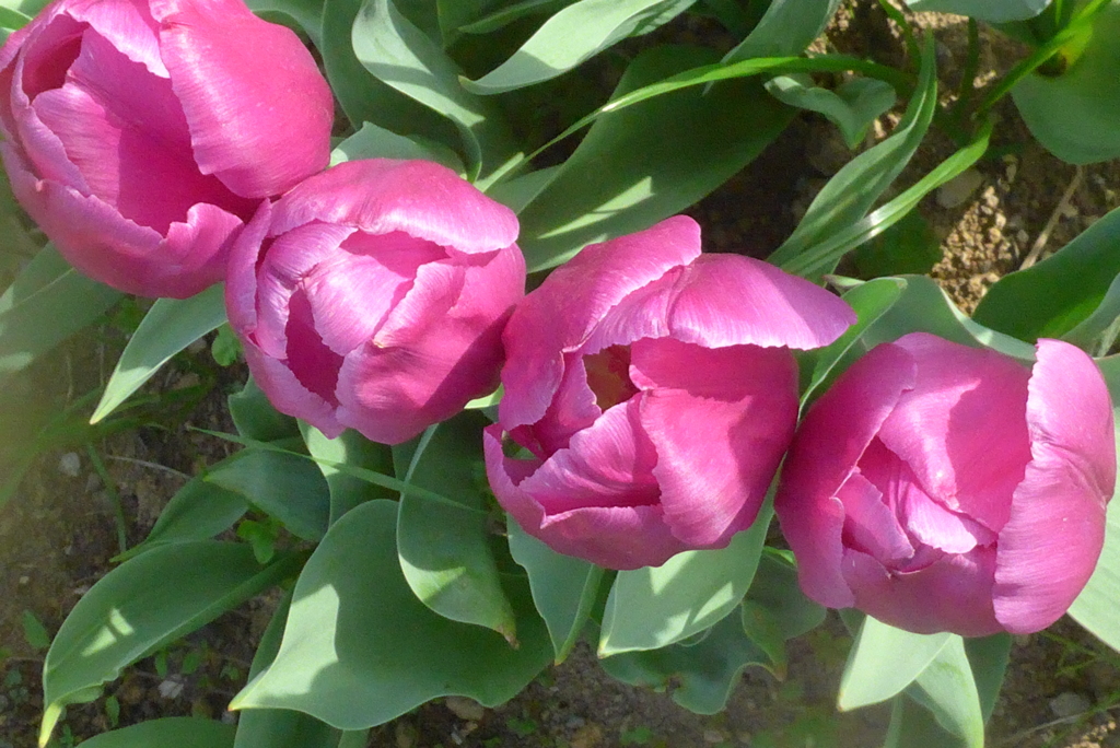 P1320541　カルテット～♪